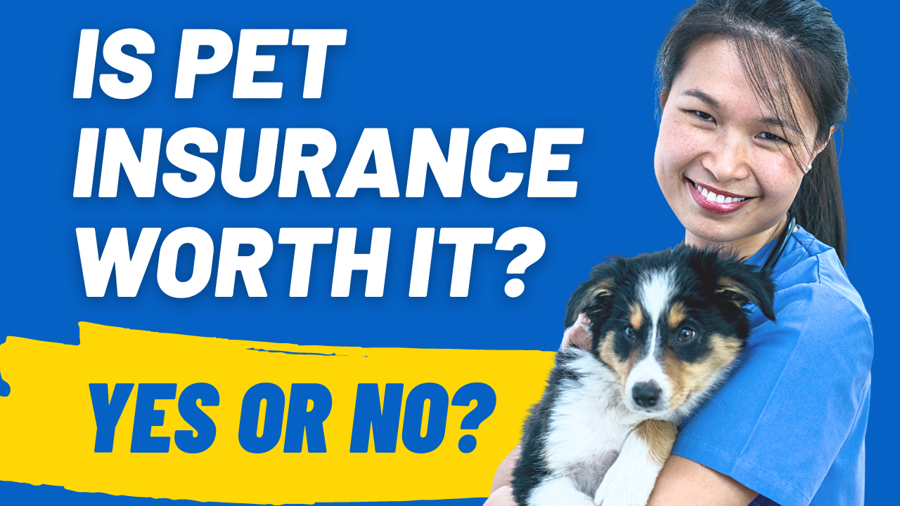 Dogcat Exploring the World of Pet Insurance: Is It Worth It?